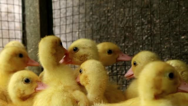 Beautyful Baby Duck In House