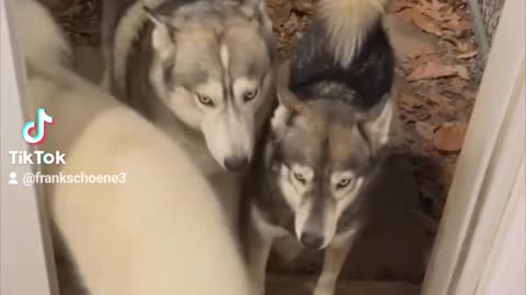 Husky - One by one