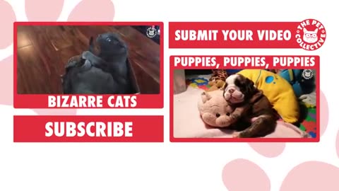 Funniest confused pets 😂😂 compilation!!! 🤣 Funny pets 🐶🐶 reaction video