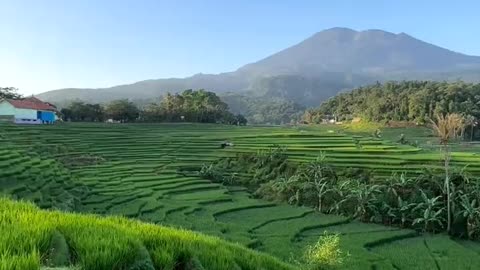 green expanse of rice fields