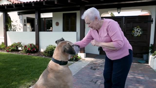 How to train your DOG in a simple & effective way