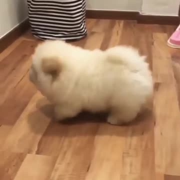 It's a walking Potato so cute dog 😆🥰 |Funny animal videos|try not to laugh