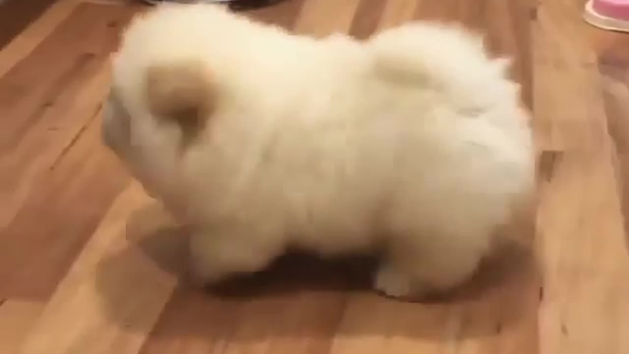 It's a walking Potato so cute dog 😆🥰 |Funny animal videos|try not to laugh