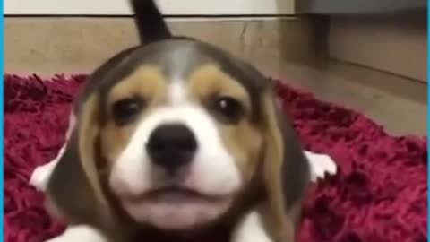 Cute Puppies Howling For the First Time