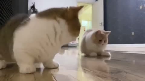 short funny cats video magic