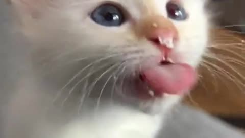 Kitten wants more whipped cream