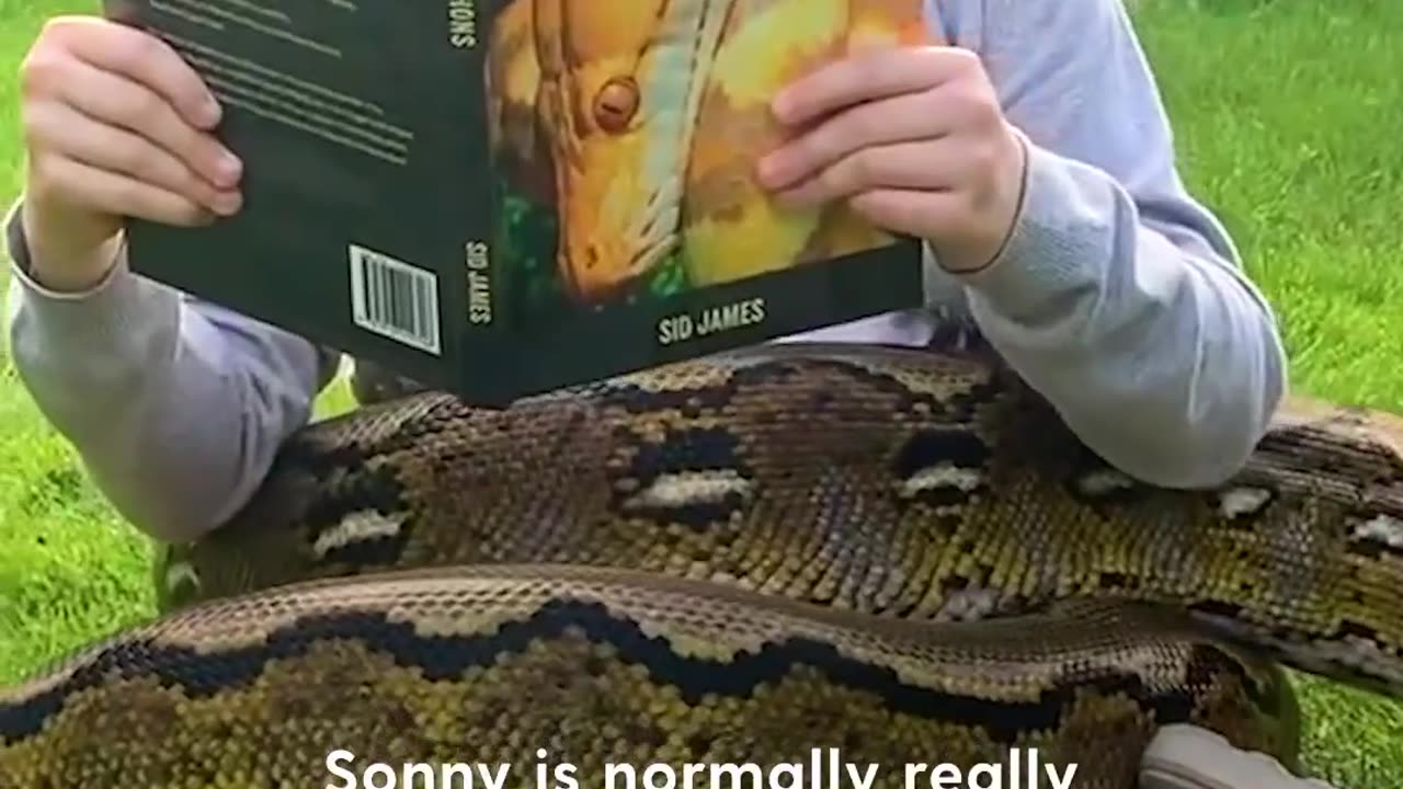 Little girl grows up with two 16-foot pythons and has tea parties with them 💞