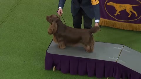 Best in Show Ceremony _ WESTMINSTER DOG SHOW