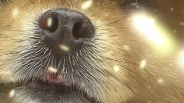 #puppycute #cutepuppy #cutedog #fyp