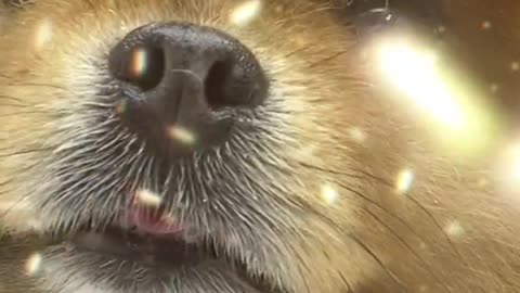 #puppycute #cutepuppy #cutedog #fyp