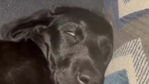 funny animal