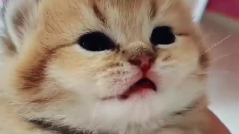 Top Cat Fails: Hilarious and Funny Cat Videos Compilation