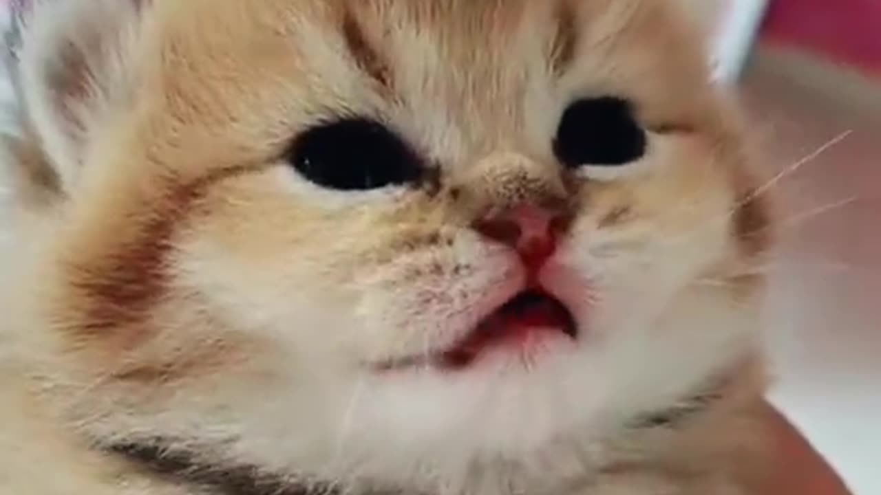 Top Cat Fails: Hilarious and Funny Cat Videos Compilation