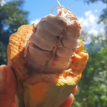 chocolate naturally from the foot