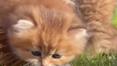 The kitten is trying to eat grass 🐾🍀