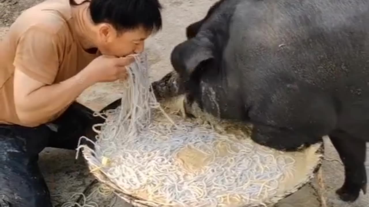 Pig and man sharing noodles 🐖 🍜😱|Giant pig|Human