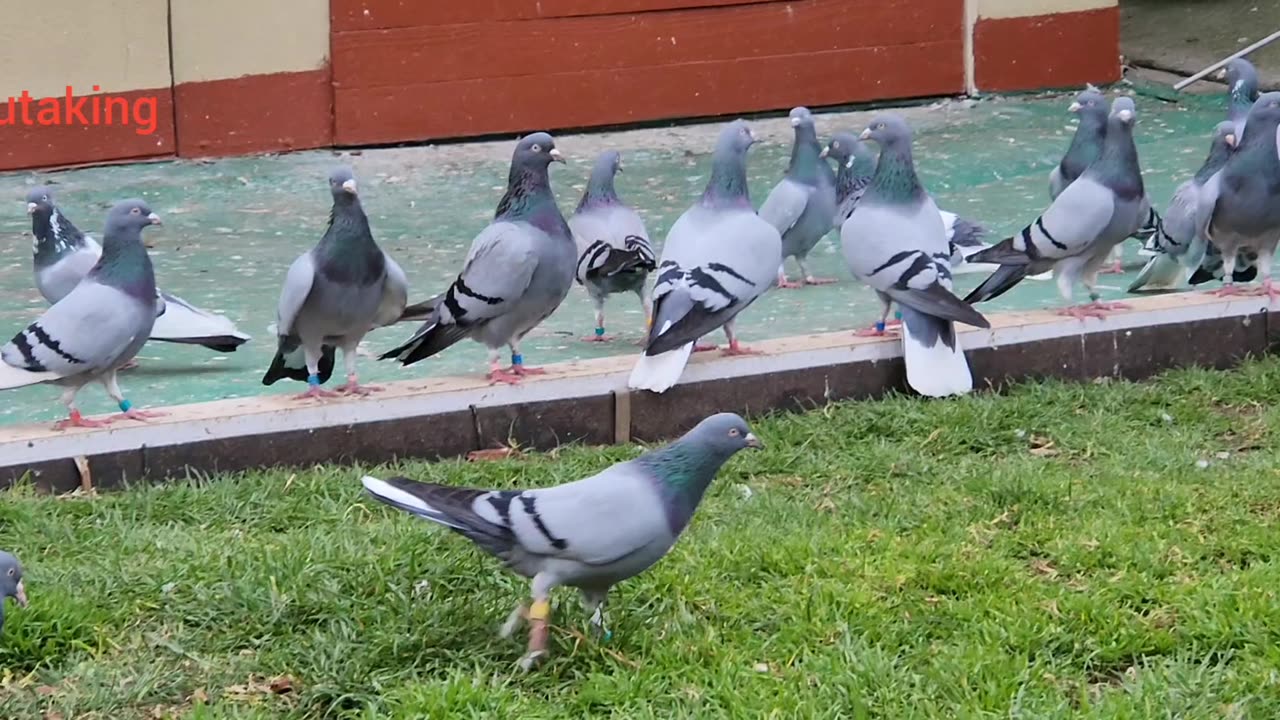 Vouta pigeons Tom