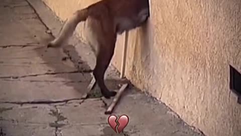 Dog Funny Video 😆