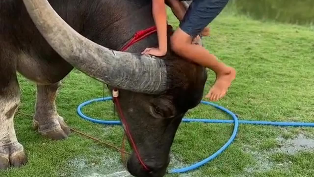 CRC vídeos curiosos