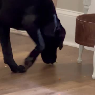 Bird feeds dog snacks.