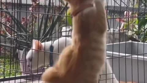 HEN AND DOG FUNNY VIDEO