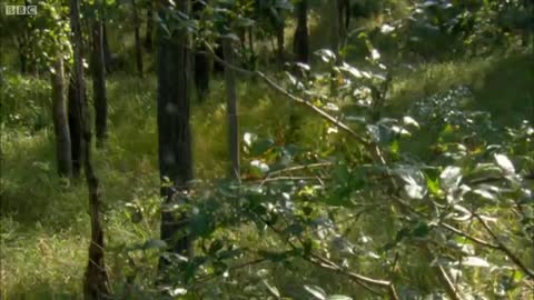 Tiger Attenborough - Tiger - Spy in the Jungle - BBC Earth_Cut