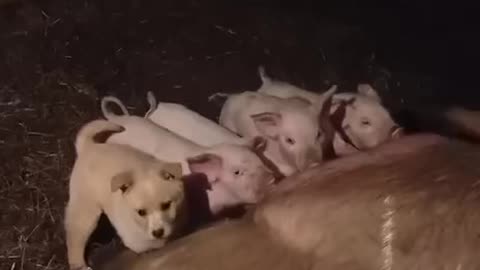 A Dog Trying To Get Milk From A Pig