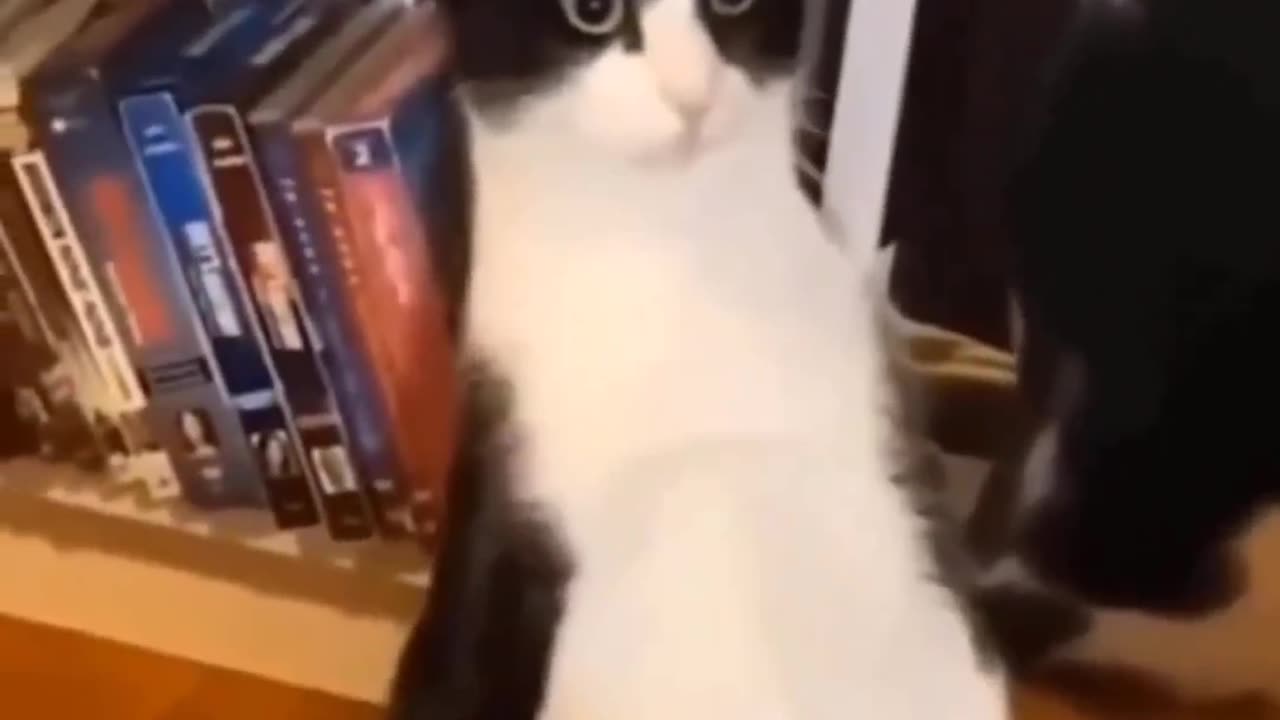 So cute cats