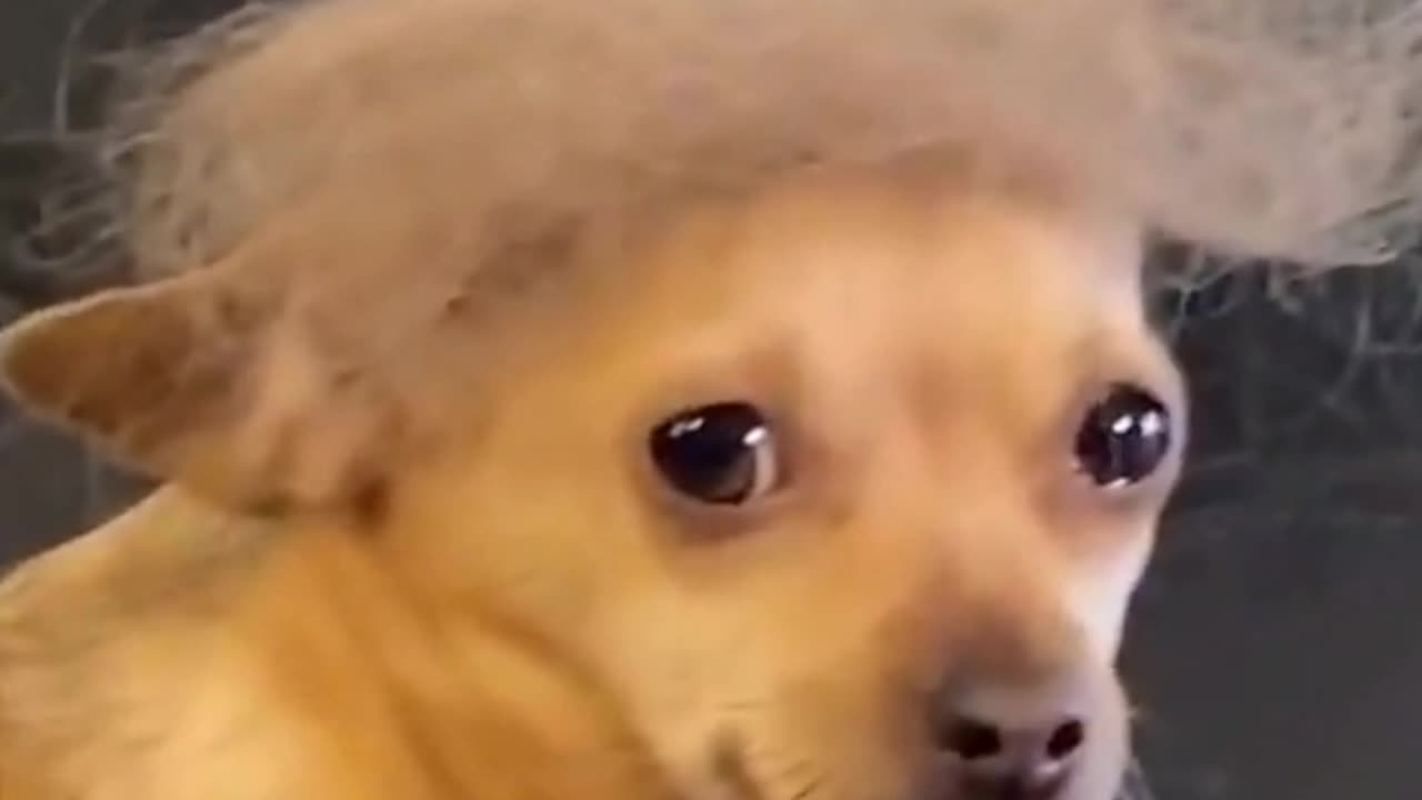 Funny Dog Video 2023 😂 || Funniest Dogs & Cat Videos || Funny Vides