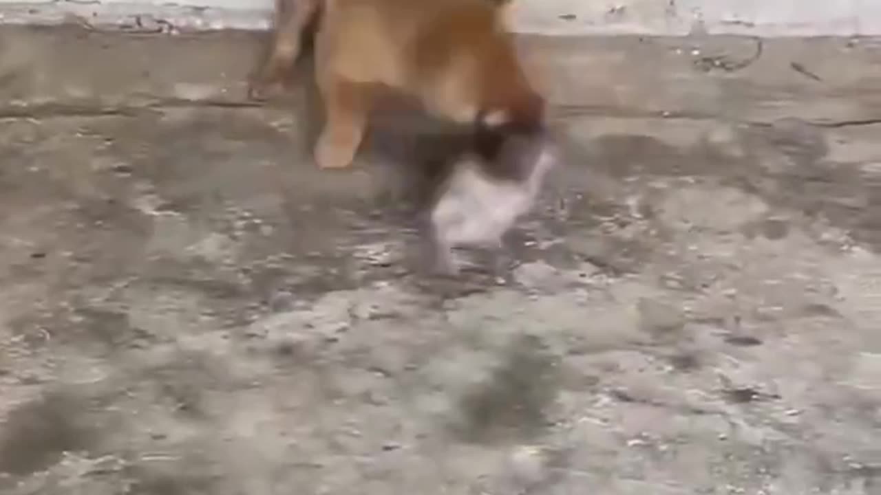 Dog Taking Cat's Job