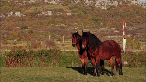 Livno Wild Horses In Autumn 2022 & Piano Music