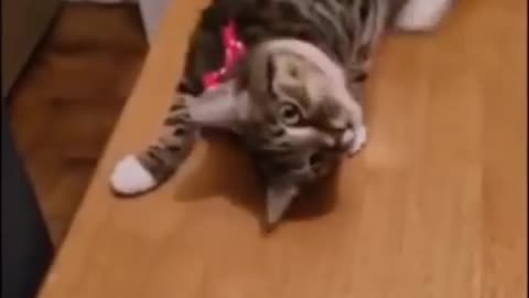 animals are funny