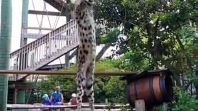 The most beautiful jump for wild cats