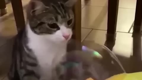 Pet's kinds video