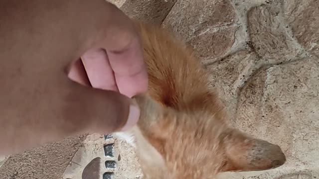 Cute kitten wants to play