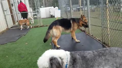 Playtime at Dogs On The Farm & Cats Too!