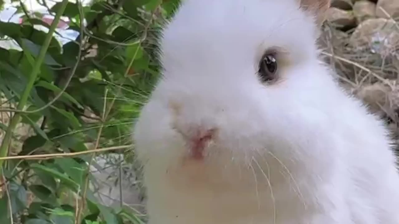 Cute White Rabbit eating Red Cherries 🍒