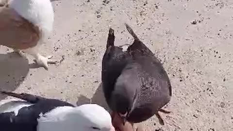 Pigeon hand feeding Pigeon1437