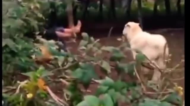 Crazy animals #shorts
