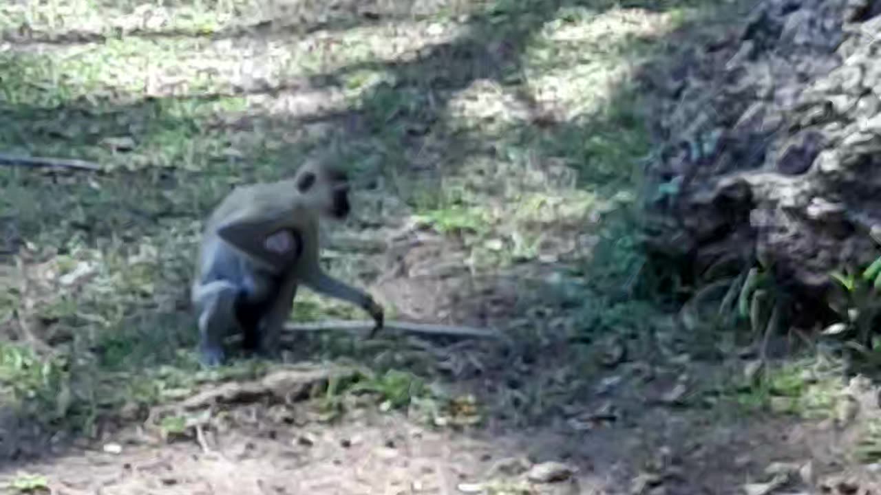 Funy monkey in kenya