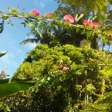 15.6.2024 Ulysses Butterflies (4)