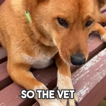 Jokes_Told_by_Dogs #dogjokes #dogjoke #dadjokes #dadjoke