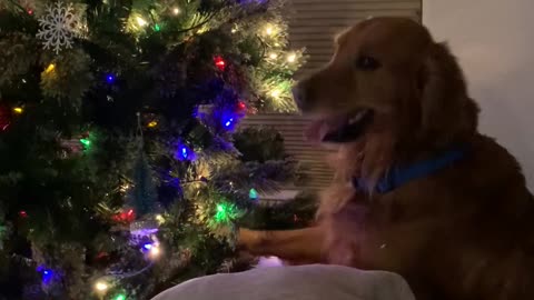 Sheldon the Golden Retriever Knocks Down Christmas Tree