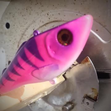 Pink and purple perch