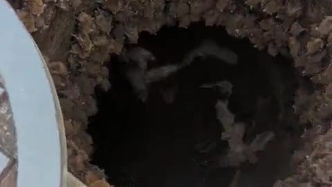 Sewer Full Of Bats