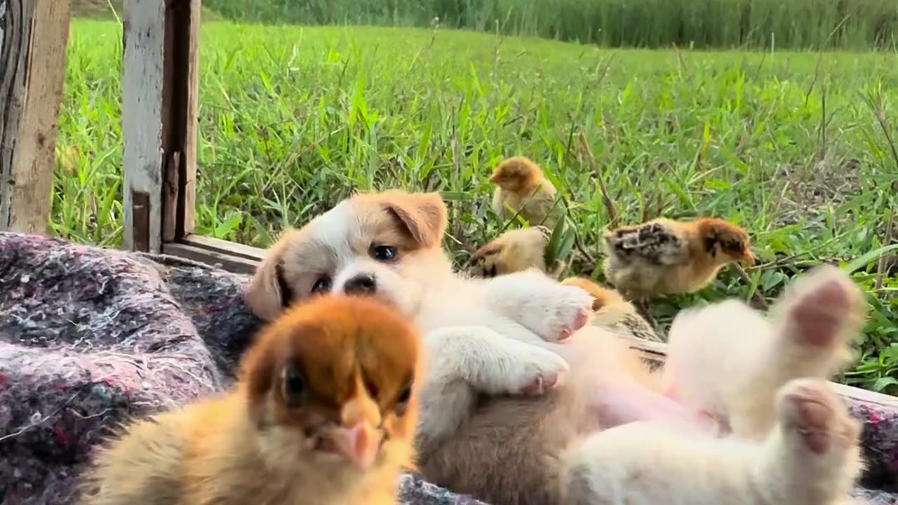 Dog and Chicken Playing in a Beautiful Nature #DogandPuppies #Cutepet