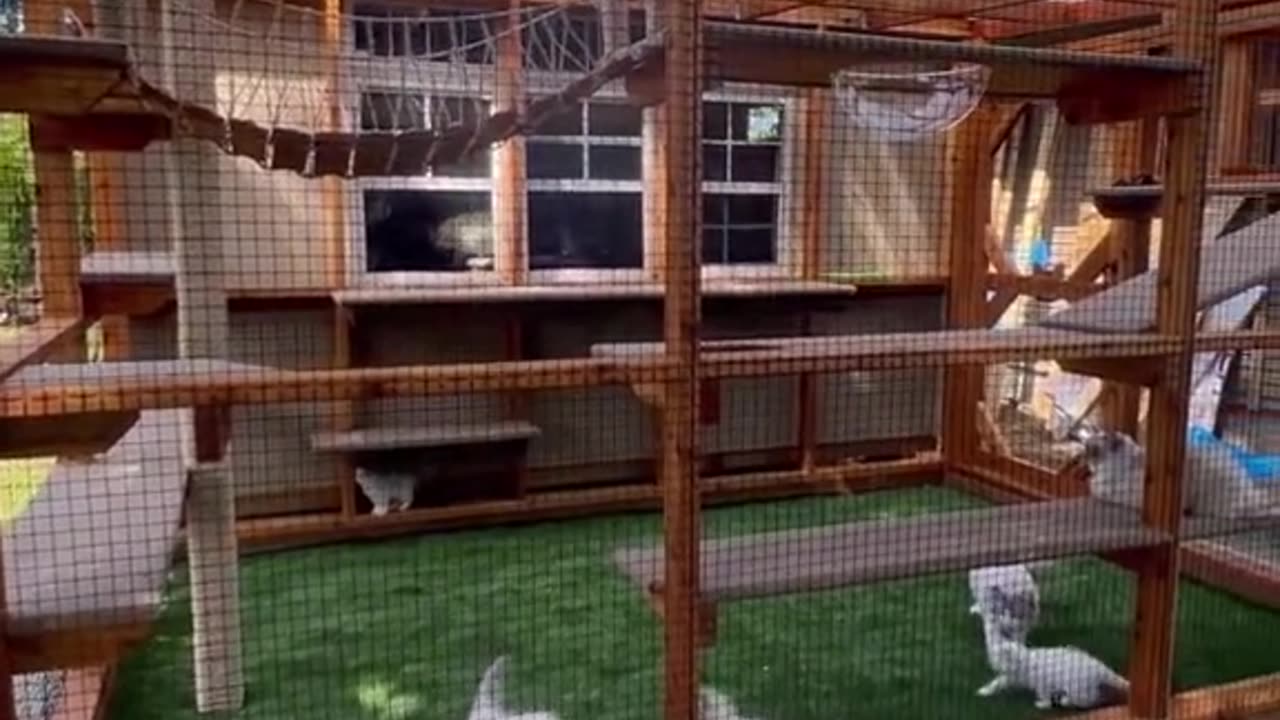 Building cats dream yard