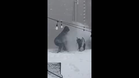 Siberian husky has epic snow fight with owner