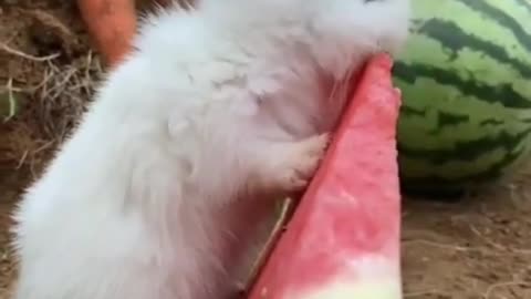 Funny Rebbit Eating Watermelon 🍉 video