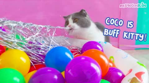 Do Cats Like Ball Pits? | Compilation